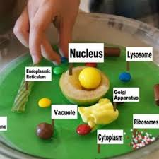 Plant cell project with jello. 25 Edible Science Experiments For Kids Animal Cells Model Edible Cell Cell Model