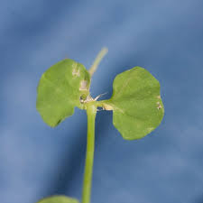 Image result for Drymaria