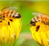 Protection des abeilles et protection des plantes ...