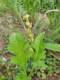 Image result for Oxygonum buchananii