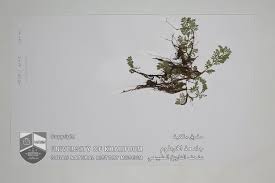 Image result for Azolla nilotica