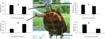 The tail of the male is longer and thicker than that of the female. Carotenoid Deprivation And Beta Carotene S Effects On Male And Female Turtle Color Sciencedirect