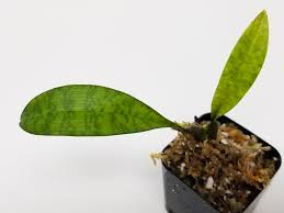 Image result for Oeceoclades maculata