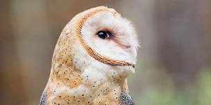 Owl Prowlers & Growlers