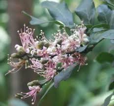 Image result for Schotia capitata