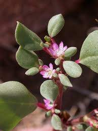 Image result for Trianthema