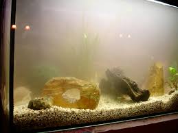 Einfahren Eines Aquariums Nach Ersteinrichtung Alle Infos