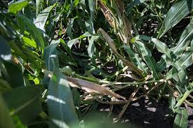 Earth, wind and rain