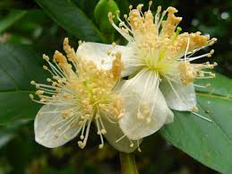 Image result for Psidium guajava