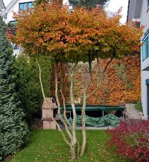 One of the best ways to transplant a cactus safely is to use a pair of. 54 Trees Ideas Plants Tree Garden Trees