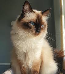 Chocolate point has another name to it too, and that is just saying chocolate, i (of course) prefer chocolate point. Meet Skye My Chocolate Sealpoint Ragdoll Aww