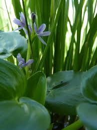 Image result for Heteranthera callifolia