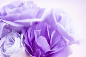 Eustoma Flower Meaning Flower Meaning
