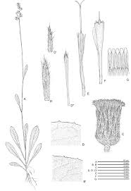 Image result for Blumea axillaris