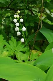 Check spelling or type a new query. Lily Of The Valley Something So Beautiful Be Poisonous