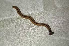 Introduction compost toilets are perceived by many as an environmental alternative to the flush toilet in managing human waste matter in a domestic situation. How To Get Rid Of Earthworms In A Bathroom Quora