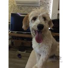 Terrier Golden Kirmasi 2020 Kopek Evcil Hayvanlar Hayvan