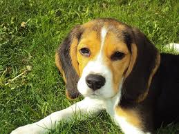 Home / adoptions / pets available for adoption. Pet Microchipping In Gastonia Nc At Wilkinson Animal Hospital