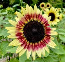 花の名残り - ライブドアブログ