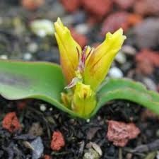 Image result for Strophanthus luteolus