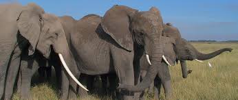 Image result for elephant images