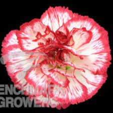 Pin On Flower Guide