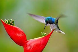 A simple homemade hummingbird food recipe and an easy to clean feeder, plus tips for safe feeding. What Foods Do Hummingbirds Eat