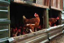 1.0 out of 5 stars 1 rating. Is Organic Chicken Worth The Price Reuters