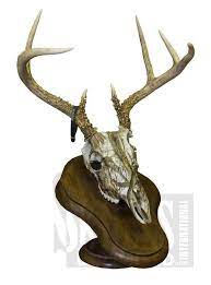 Created With Camo Dip From Skulls Unlimited In Oklahoma City Skull And Bones Animal Skulls Skull Art