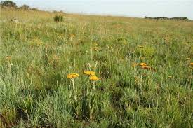 Image result for Helichrysum acutatum