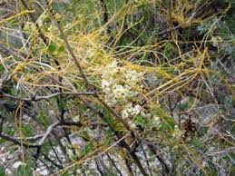 Image result for Cuscuta abyssinica