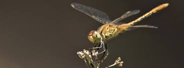 Read this article to learn what plants attract dragonflies so you can invite these helpful insects to your garden area. Dragonflies Backyard Buddies