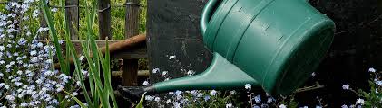 Normalerweise überstehen gut eingewurzelte gartenpflanzen auch einige tage, ohne gegossen zu werden. Blumen Giessen Richtig Wassern Jobruf