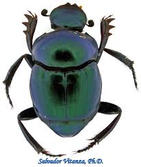 Image result for Canthium bugoyense