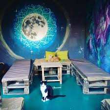 La etajul 4 al centrului comercial sun city există un loc unde vă puteți juca cu pisicile, dar și mânca bucate delicioase. Miau Cafe O Poveste Cu Pisici