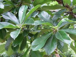 Image result for Dillenia indica