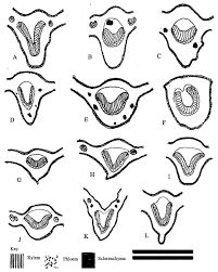 Image result for isolona