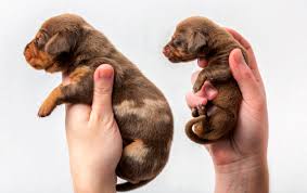 Cute dachshund themed goodies for you and your hound! Sausage Dog Runt Of The Litter Size Comparison Aww