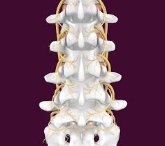 Section 12 Chapter 3 Pain Management Procedures Wheeless Textbook Of Orthopaedics