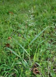 Image result for Eragrostis cilianensis