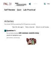 Shavon Wolfe Lab 4 Anatomical System Arteries Pal Lab Practical Pdf Self Review Home Anatomical Models Cardiovascular System Arteries Quiz Course Hero