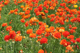 Check spelling or type a new query. 9 Orange Flowered Plants For The Garden