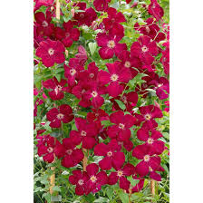 Check spelling or type a new query. Clematis Viticella Royal Velours Pflanzen Fur Dich De 5 95