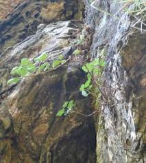 Image result for Ficus muelleriana