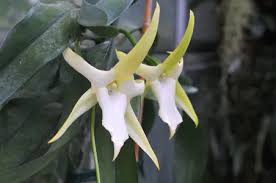 Image result for Angraecum conchiferum