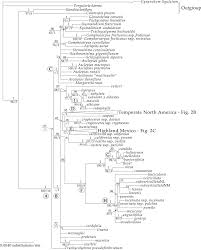 Image result for Asclepias buchwaldii