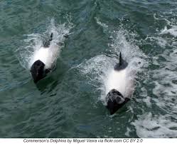 Image result for Syngrapha hochenwarthi