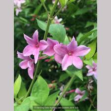 Image result for Jasminum stenolobum