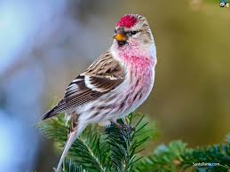 Beautiful moon mother nature moments солнце и. Free Download Full Hd Wide Nature Wallpapers Images I Beautiful Nature Photos 1024x768 For Your Desktop Mobile Tablet Explore 51 Redpoll Wallpaper