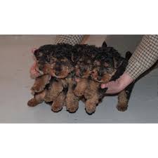 Image result for velšteriér